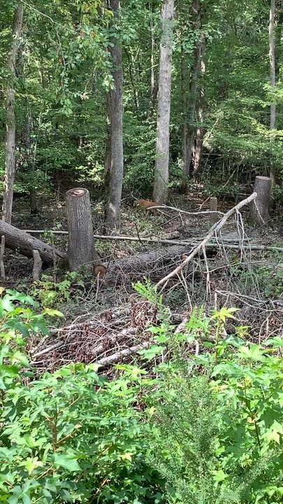 Indianhead Trail - A deer seen from the trail - Hiking Near Me - Saint Charles, Maryland