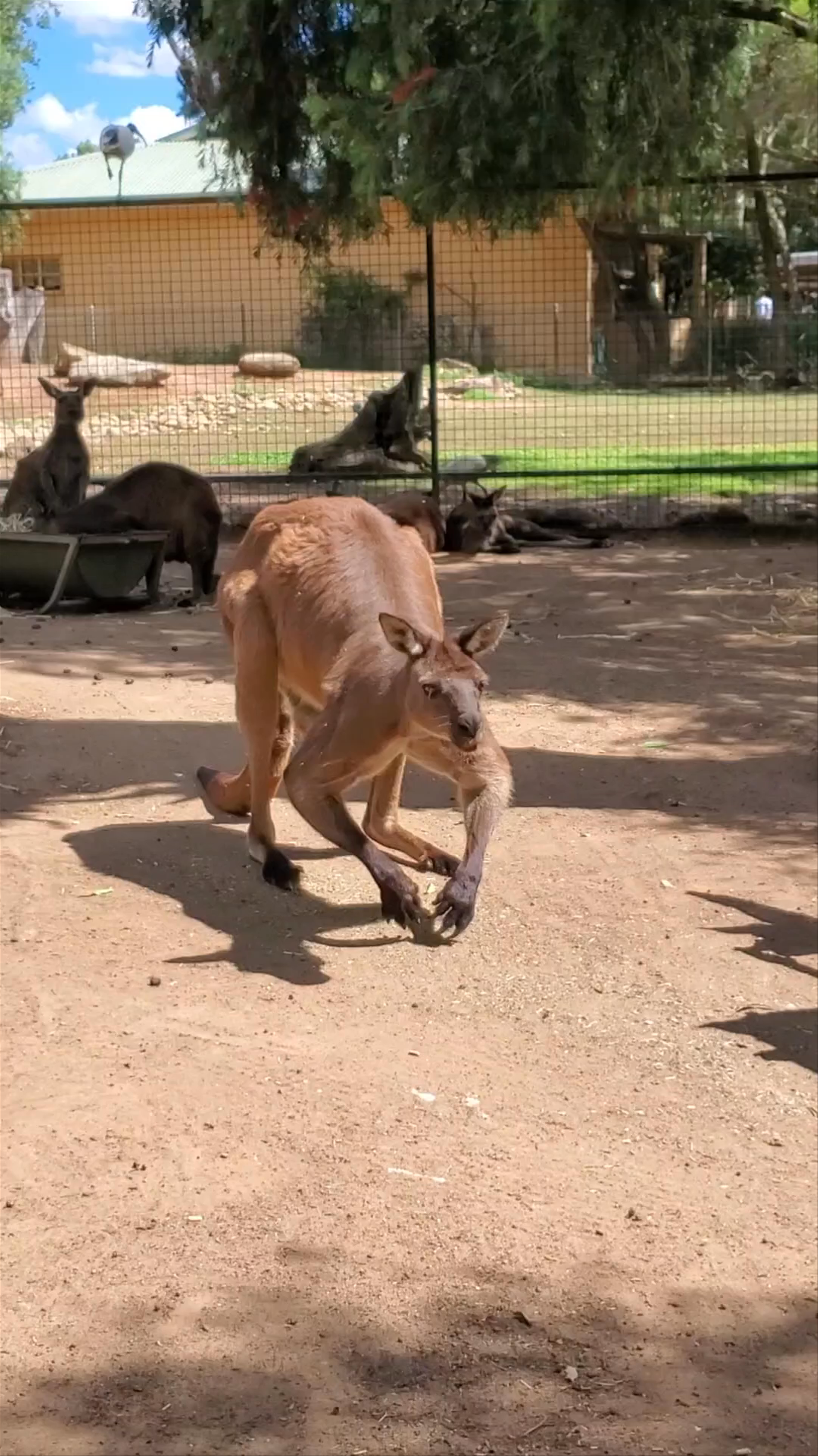 Featherdale Sydney Wildlife Park