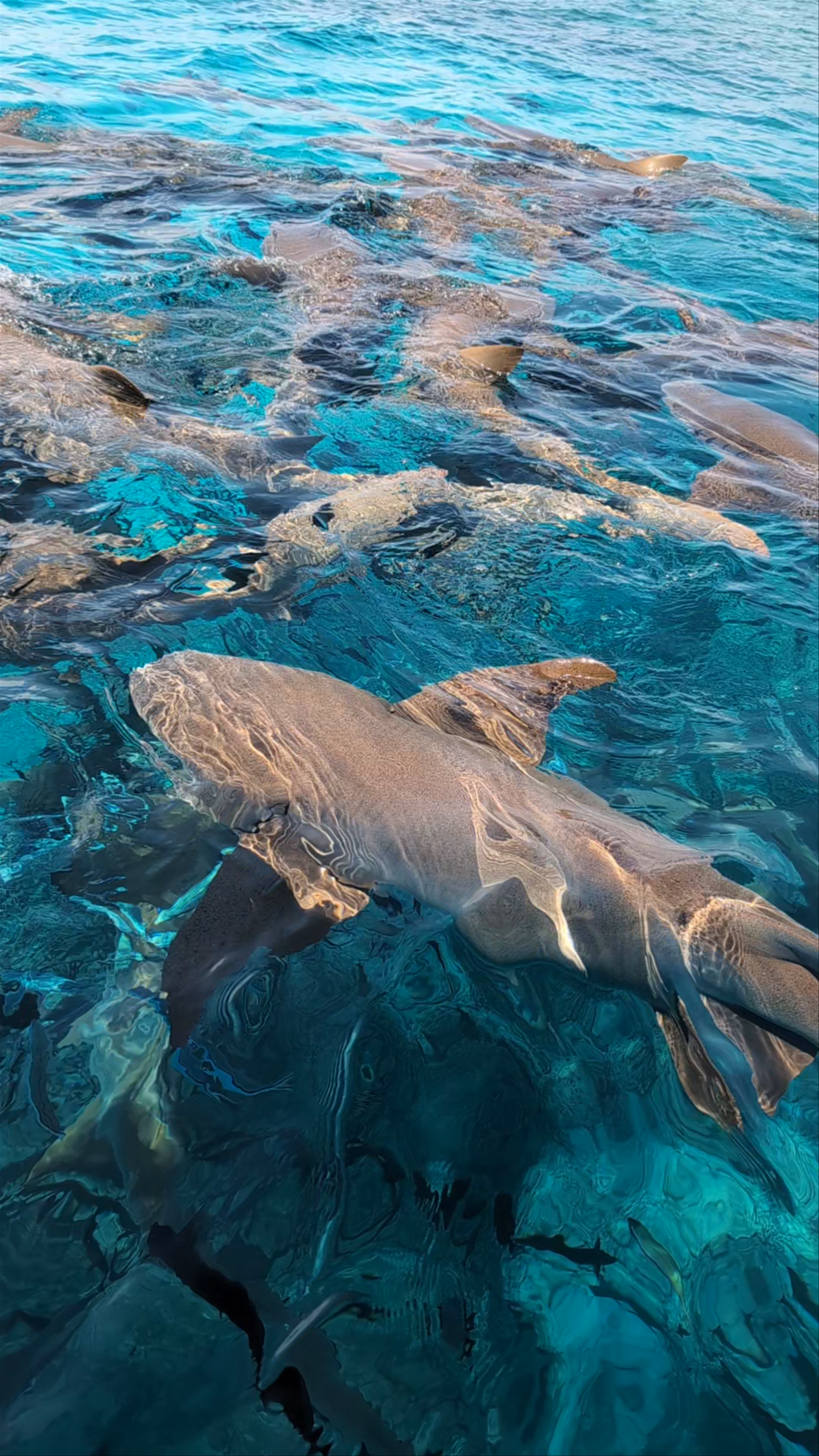 Triton Tours Maafushi