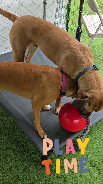 Massachusetts Dog Training Services - Pet Boarding Near Me