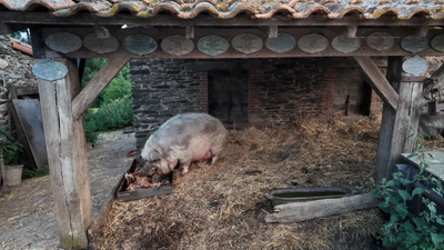 Le cochon qui mangeait un cochon