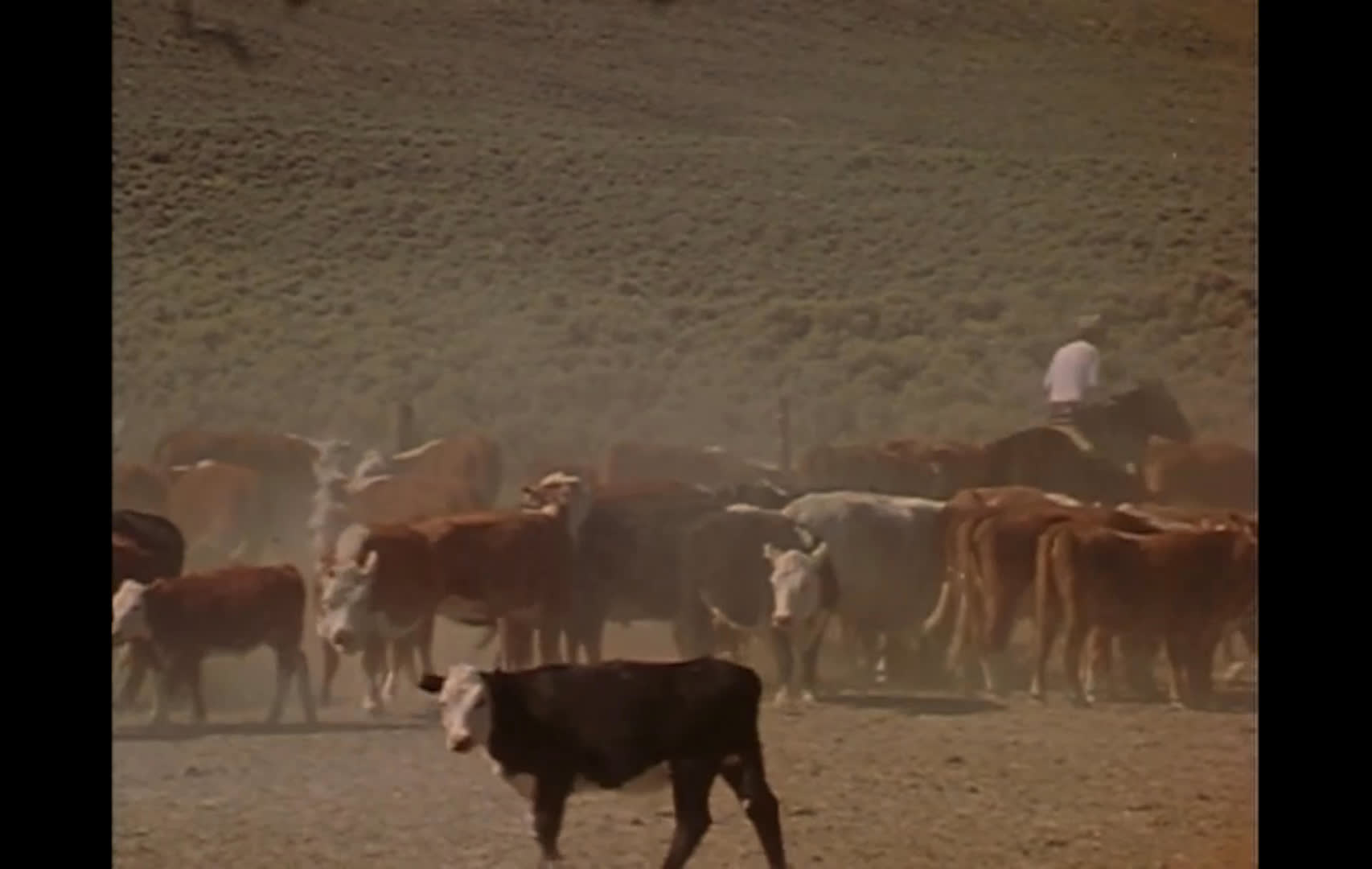 Cowboys gather cattle across a dusty, scrub-covered range with help from a herding dog, then move the herd into a wooden corral. At camp, cattle are separated by brand and loaded onto trucks for return to their home ranges.