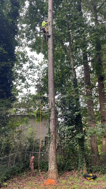 Tree Dynasty Arbor Services  - This is a Professional tree service, Styles is a master climber using proper safety equipment - Tree Services Near Me