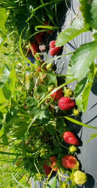 Cullipher Farm - Farmers Market Near Me - Virginia Beach, Virginia