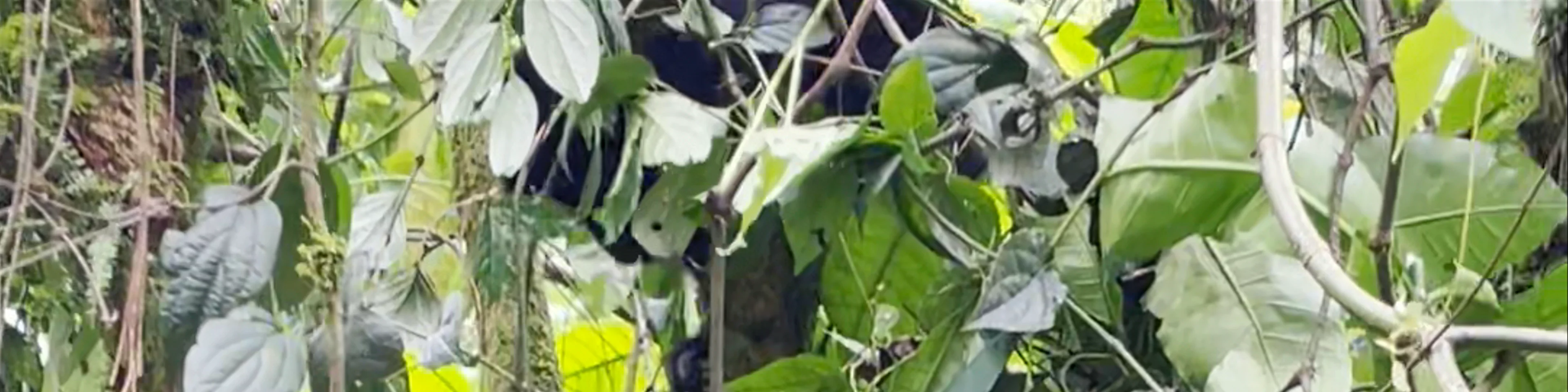 Bwindi Impenetrable Forest
