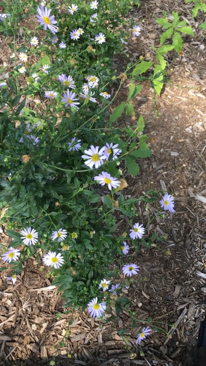 Cooper Square - Summer flower flow. - Parks Near Me - New York, New York