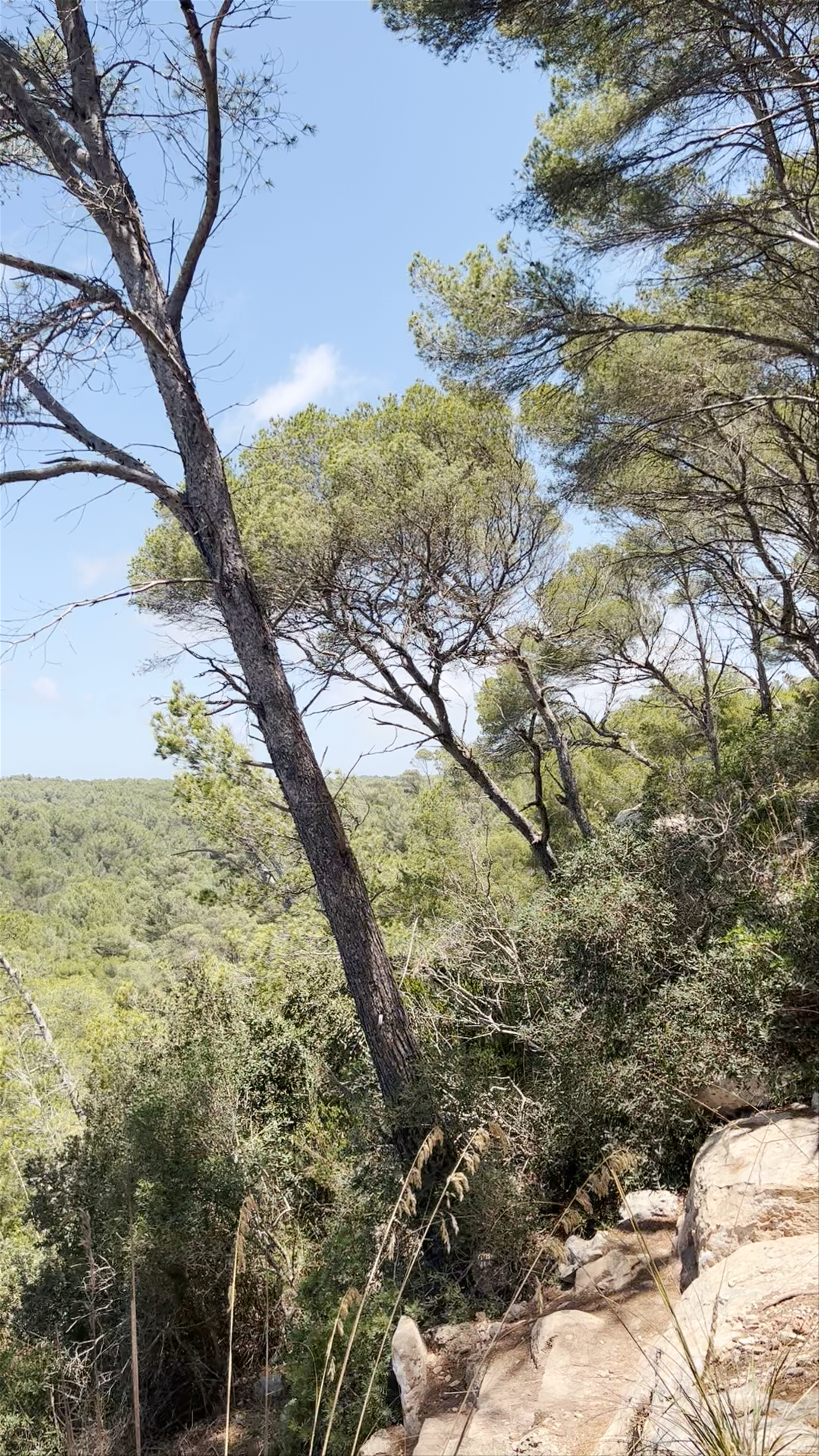 Cala Mitjana: A Hidden Coastal Paradise in Ferreries, Spain