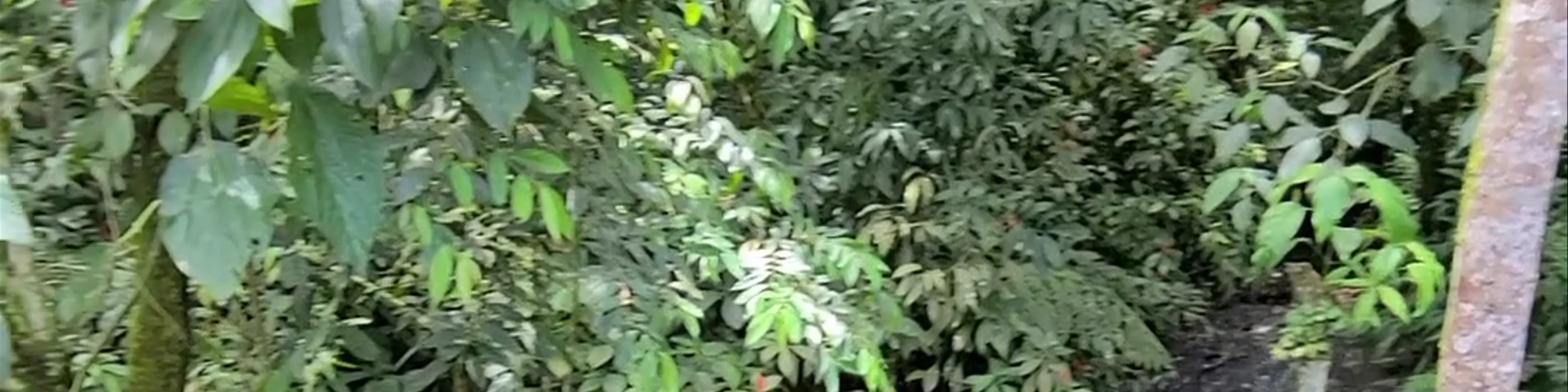 Finca De Don Elias