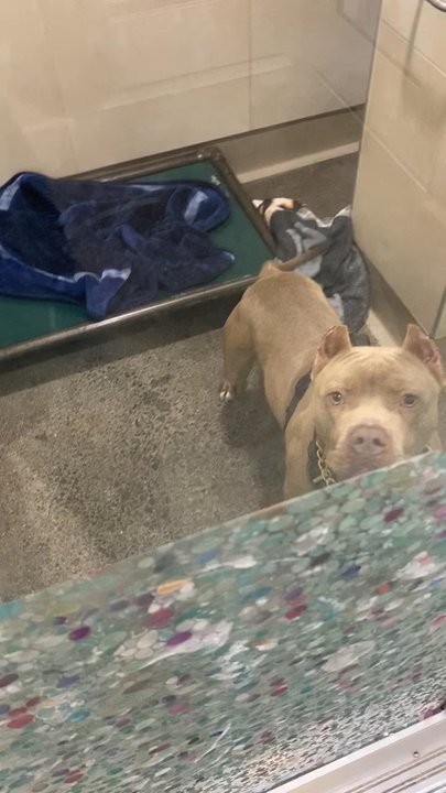 Berkeley Animal Care Services - Smoke wanting to come home but being held hostage. - Animal Shelters Near Me - Berkeley, California