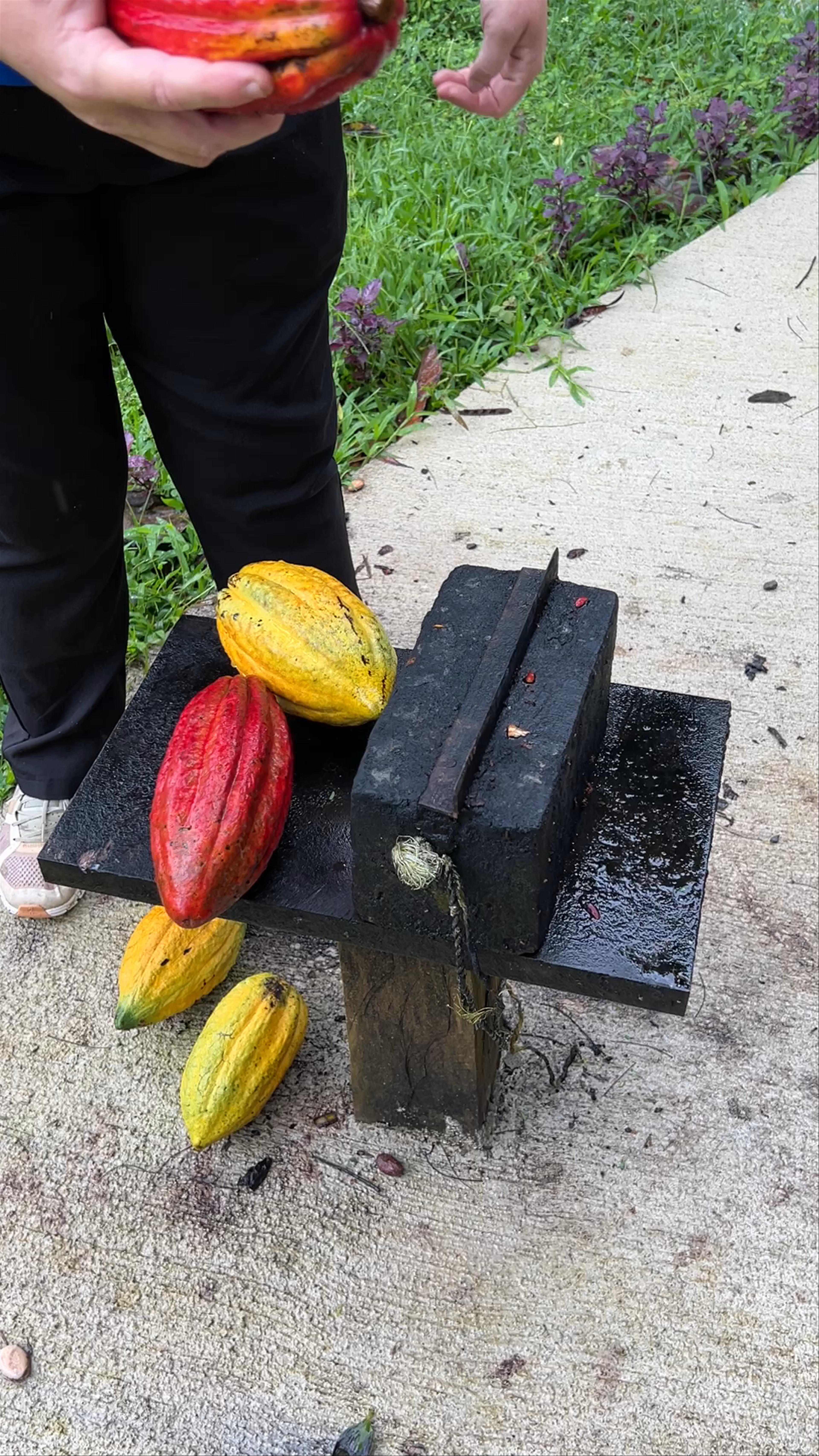 Finca La Amistad Cacao Lodge