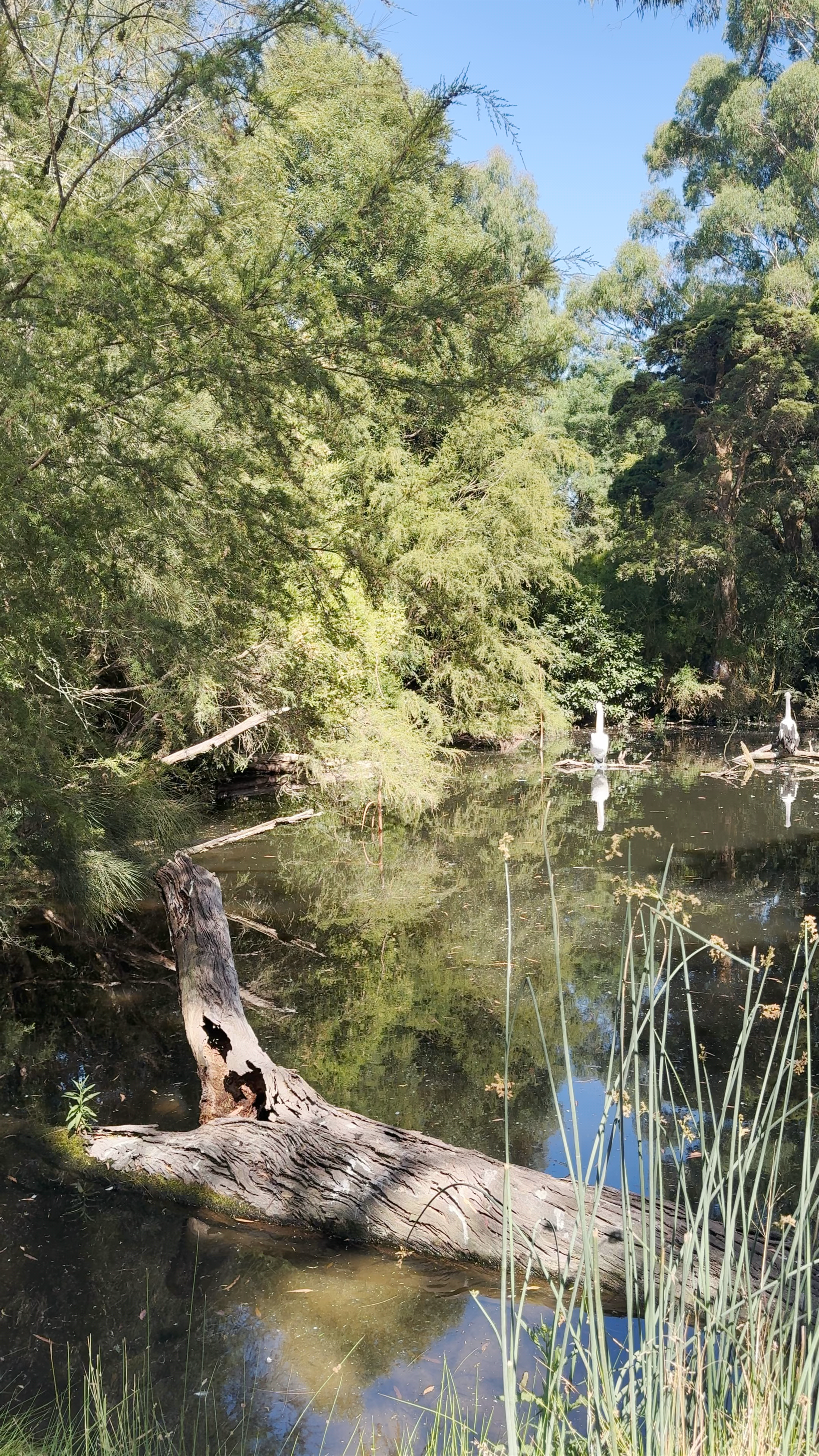 Healesville Sanctuary (Zoos Victoria)