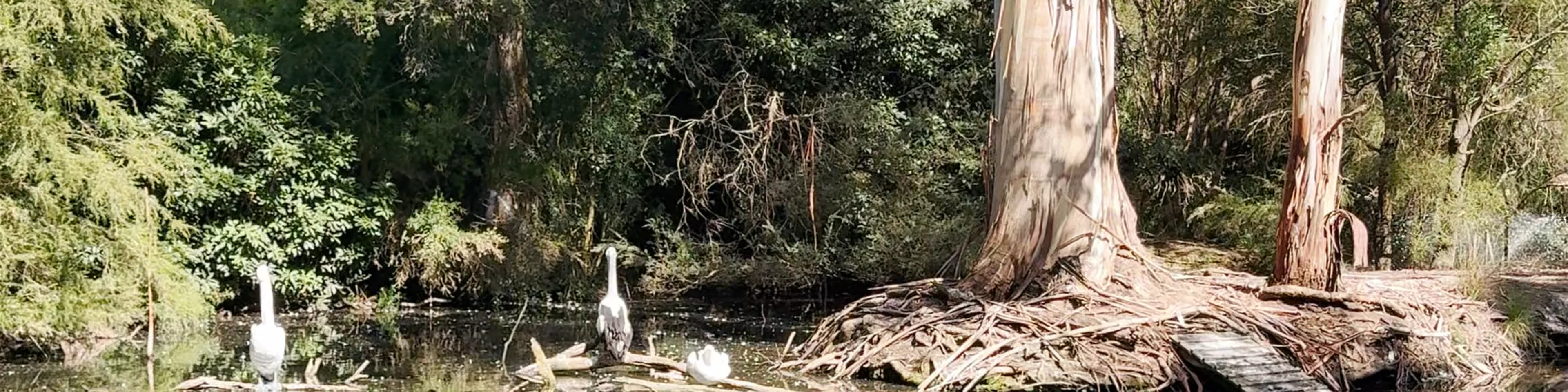 Healesville Sanctuary (Zoos Victoria)