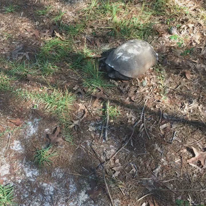 Econlockhatchee Sandhills Conservation Area - Mr. Turtle having lunch - Hiking Near Me - Orlando, Florida