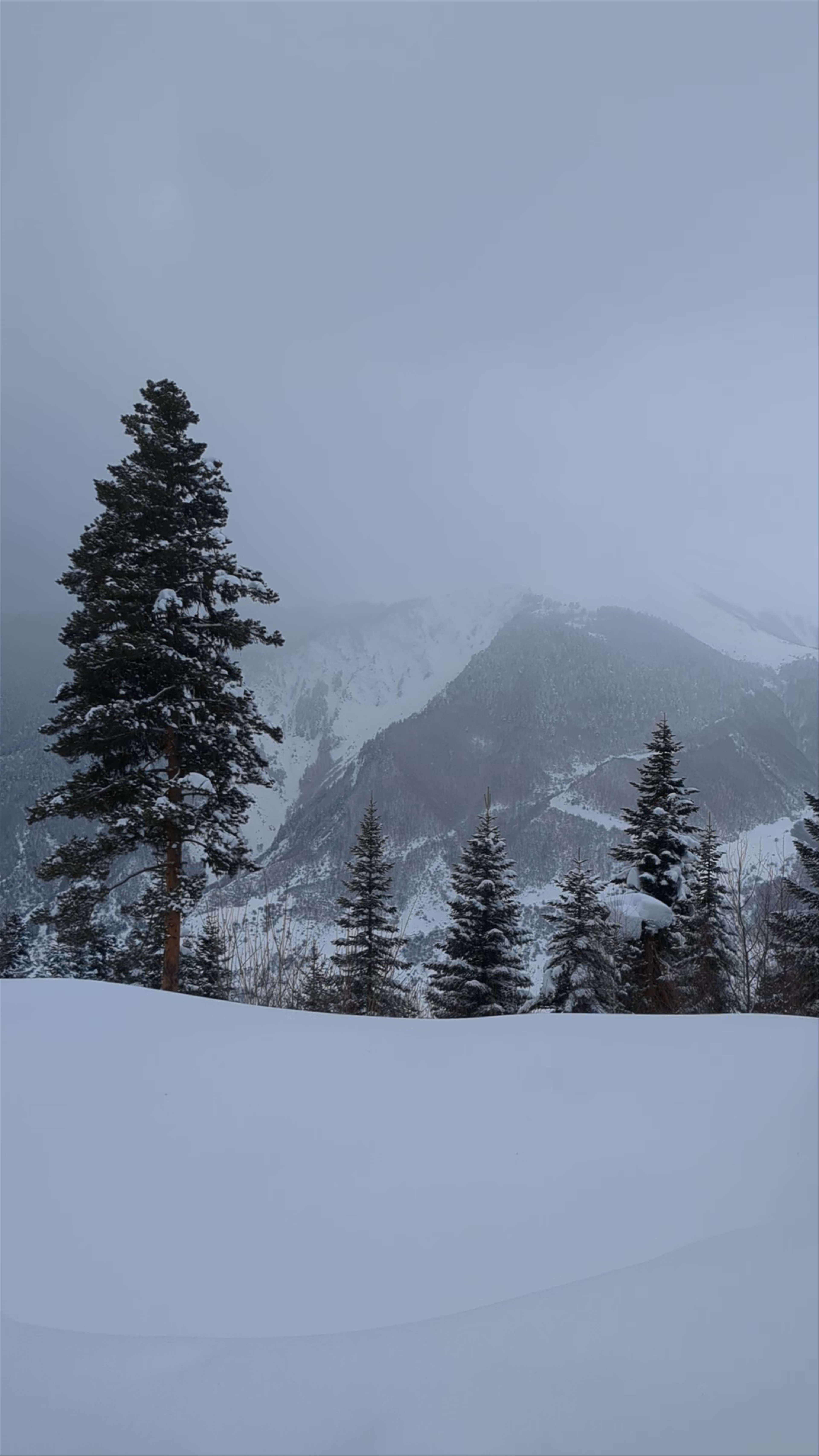 Papa's Qel/პაპას ქელი Banya+Chan