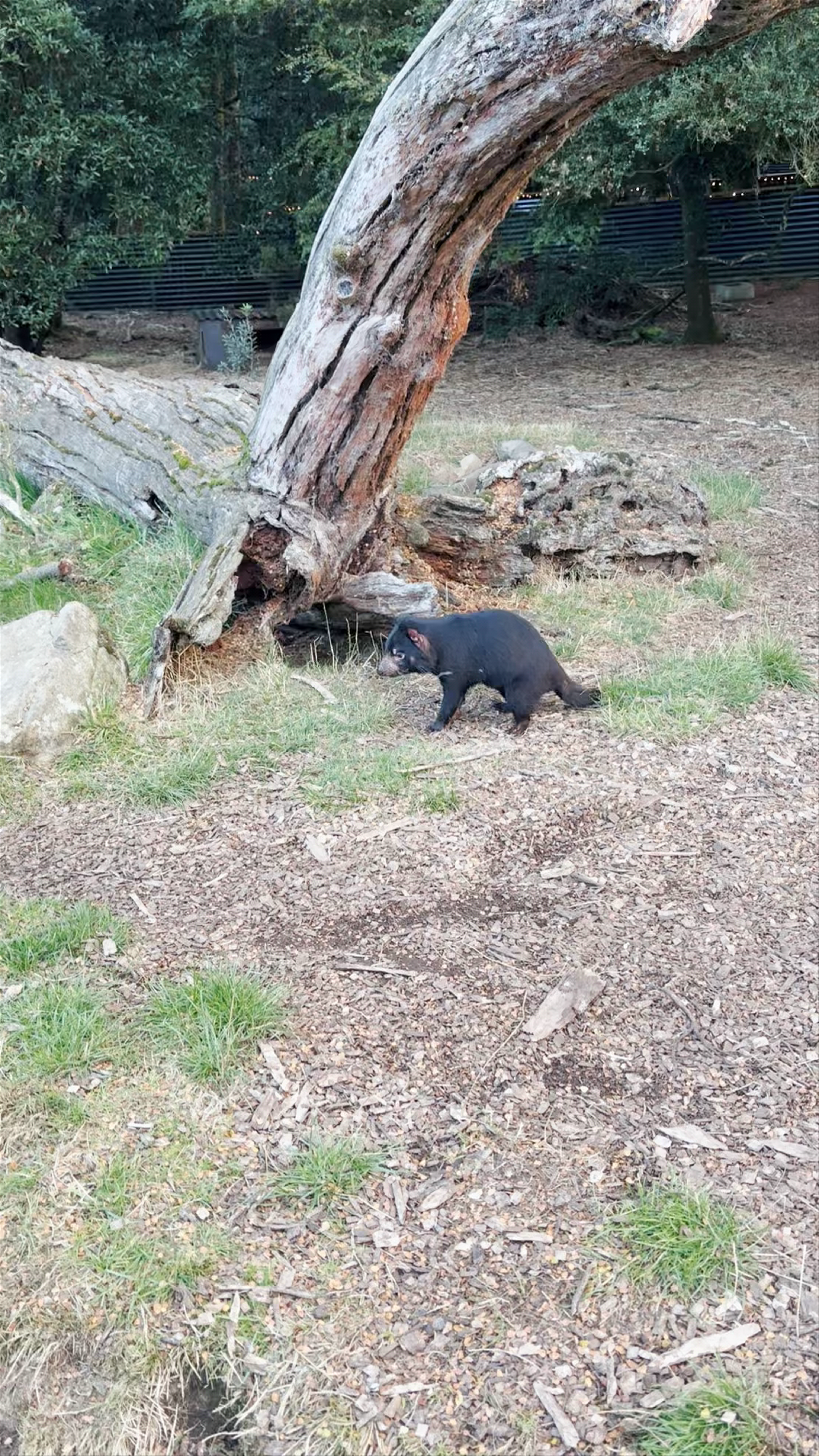 Wild Tasmanian Devil Encounter at Cradle Mountain