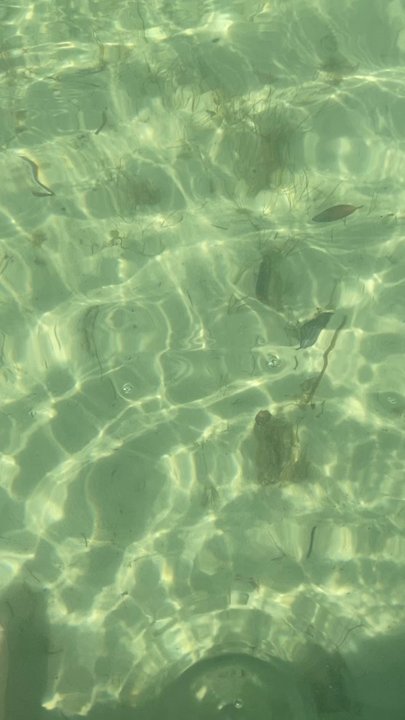 Beach at Founders Park - Underwater - Beaches Near Me - Islamorada, Florida