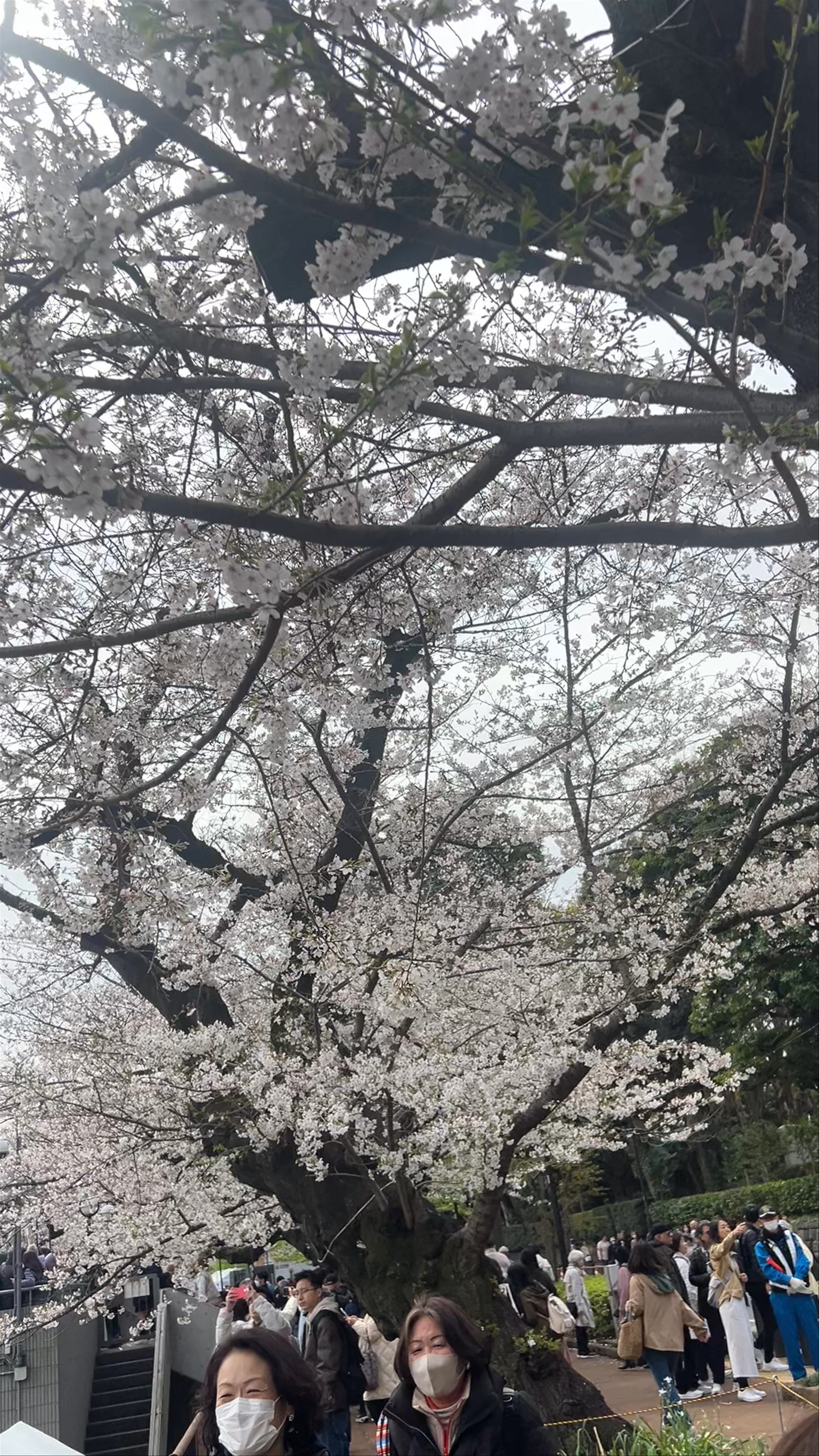 Spring Serenity at Chidorigafuchi Boat Pier, Tokyo
