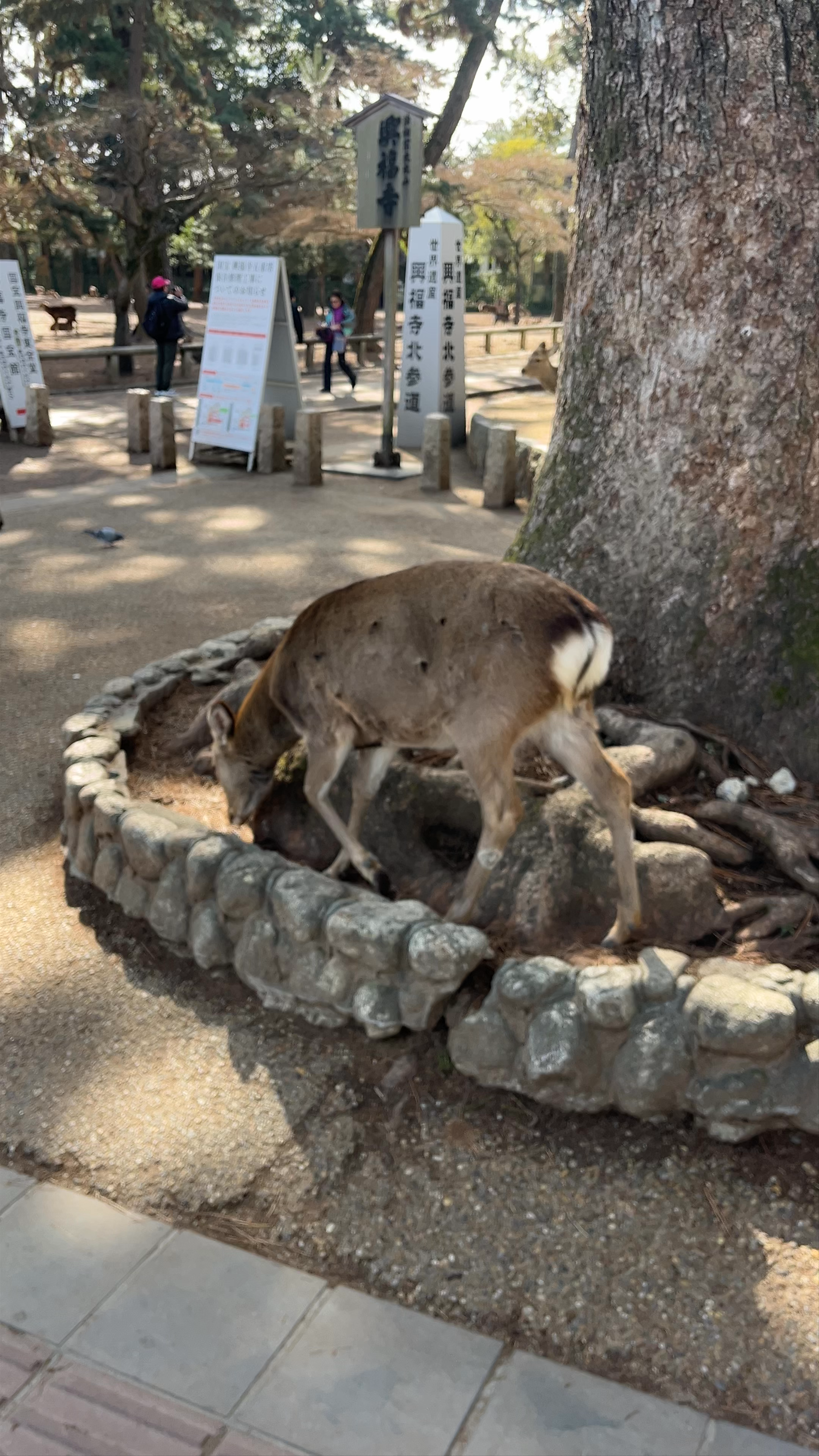Nara Park