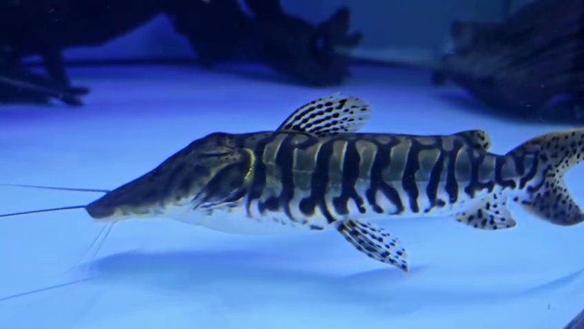 Shortbody Tiger Shovelnose Catfish 8-9 inch