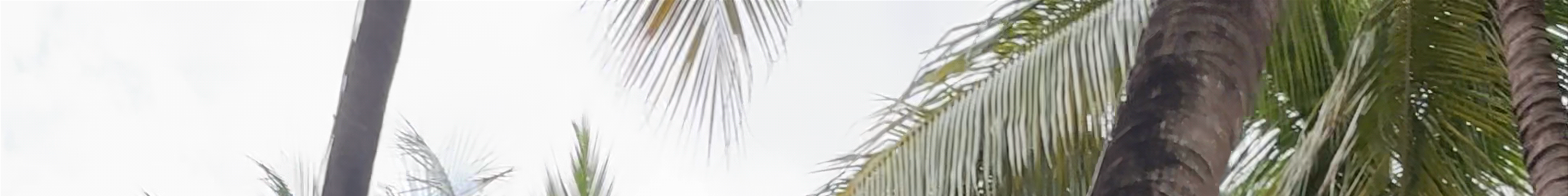 Tours & experiences in Miami