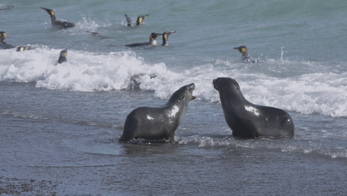 Penguins and Seals animated gif