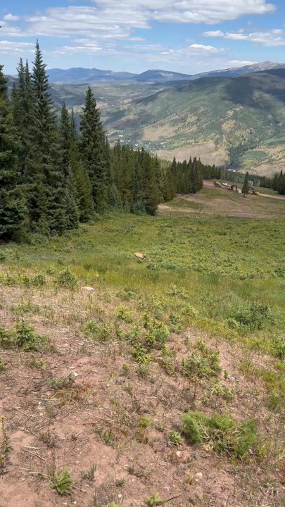 Vail Resorts - Wildlife - Ski Resorts Near Me - Avon, Colorado