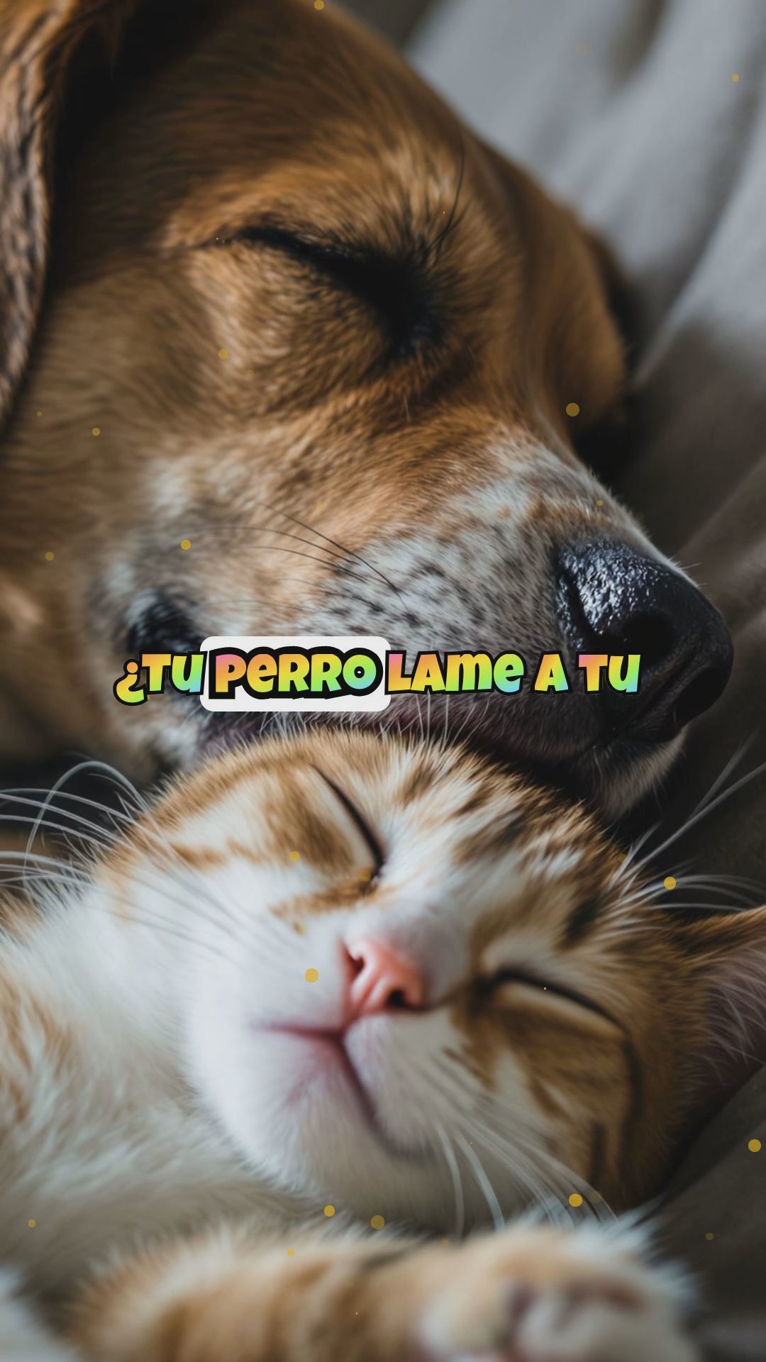 ¿Por qué mi perro lame a mi gato? Comportamientos de apego entre especies
