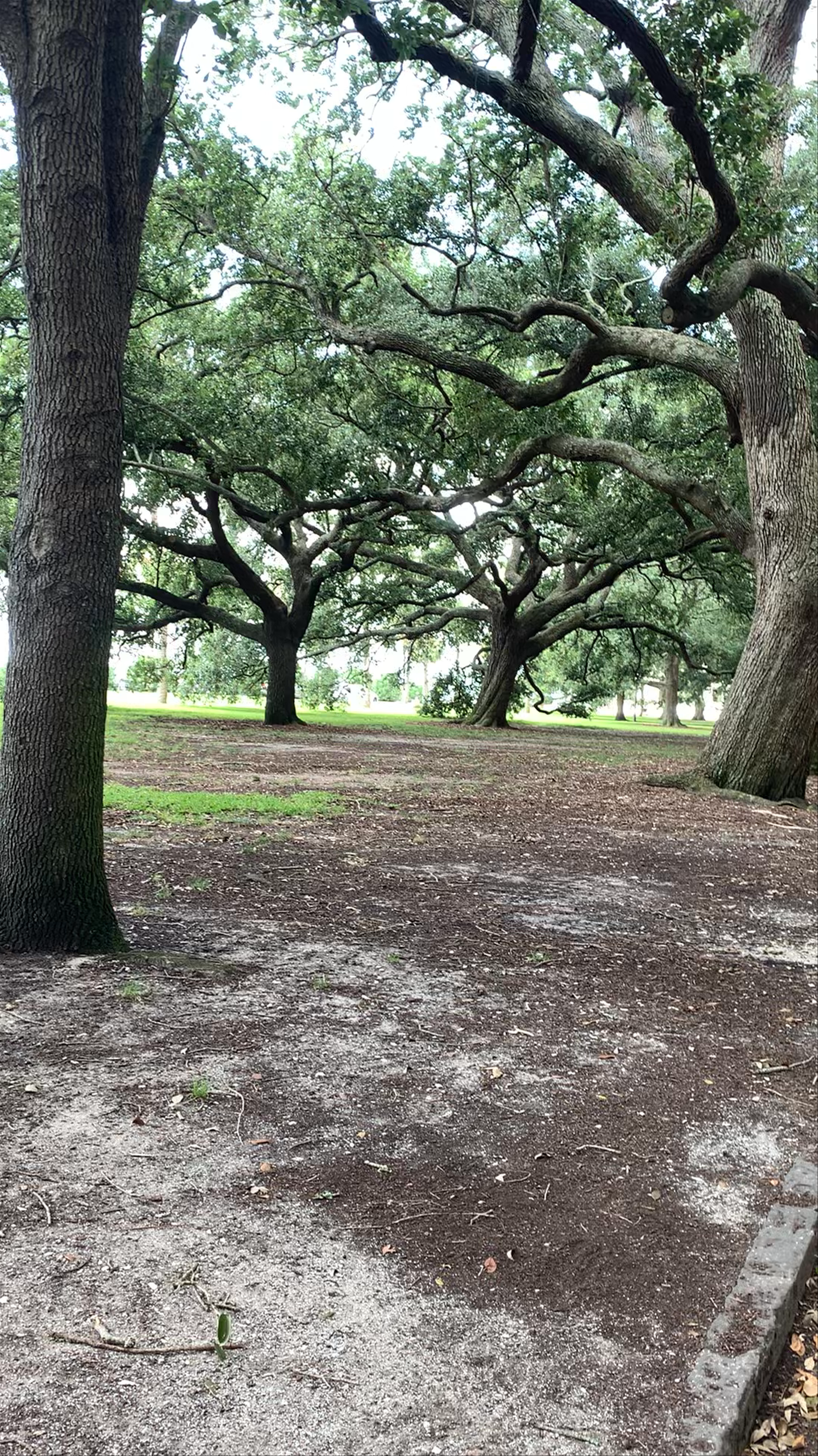 Strolling Through the Majestic Oak Shades of White Point Gardens, Charleston