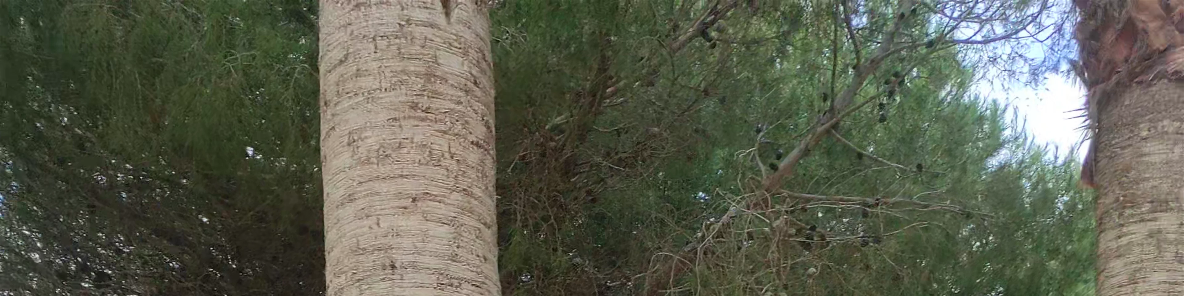 Moraira Dog Park