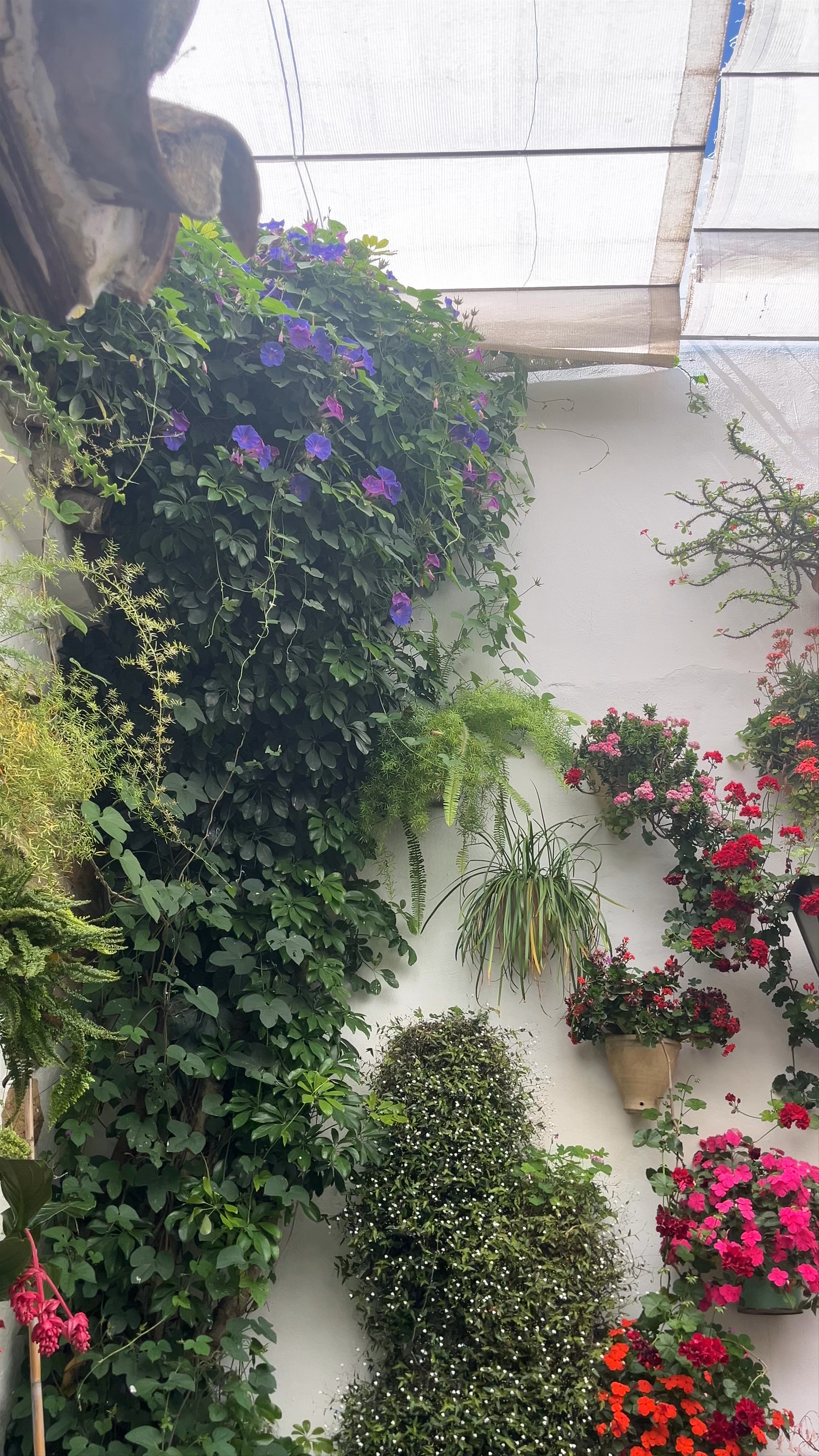 Casa Patio San Basilio 40