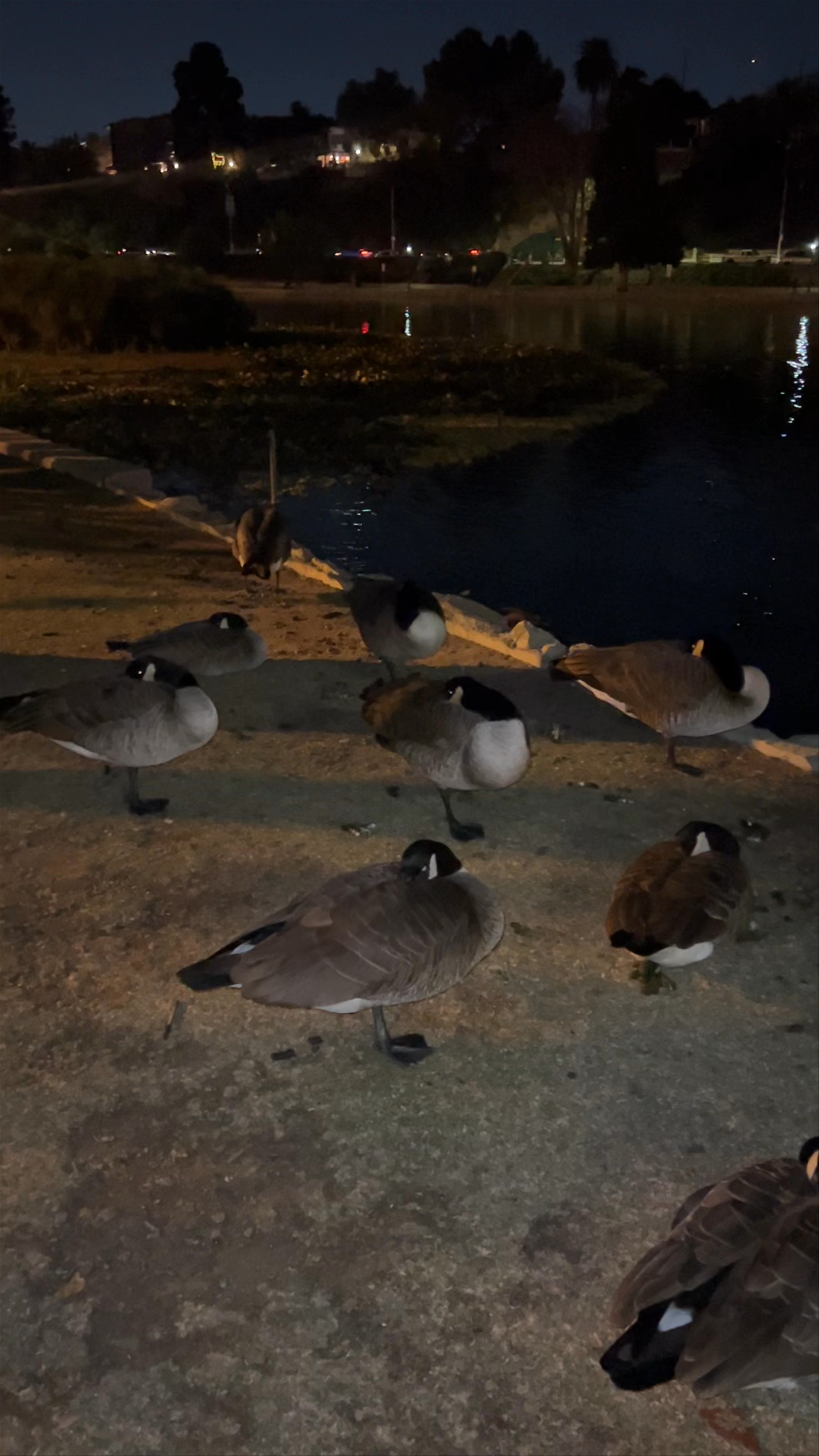 Twilight Serenity at Echo Park Lake, Los Angeles