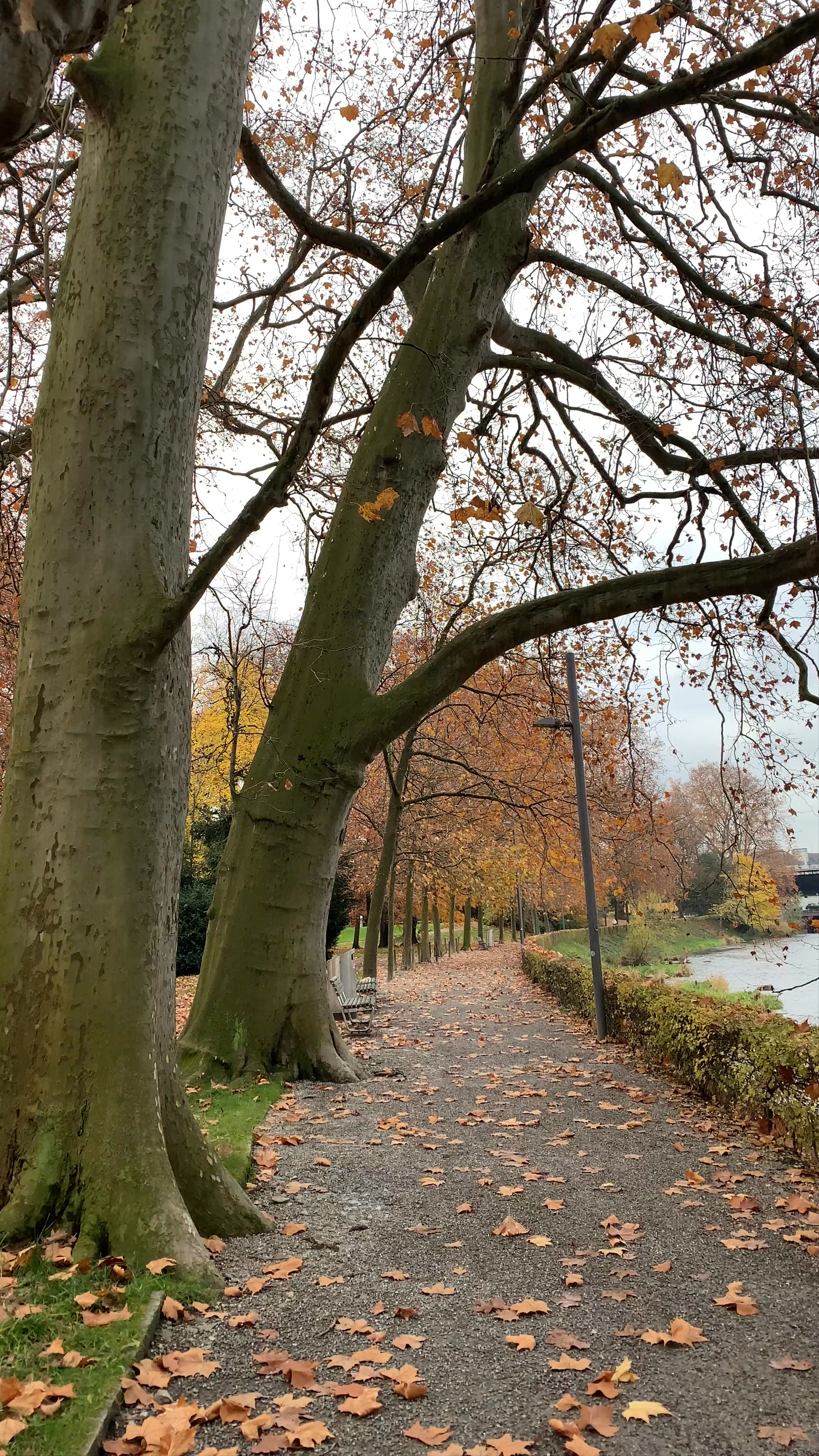 Autumn Serenity at Platzspitz Park, Zürich