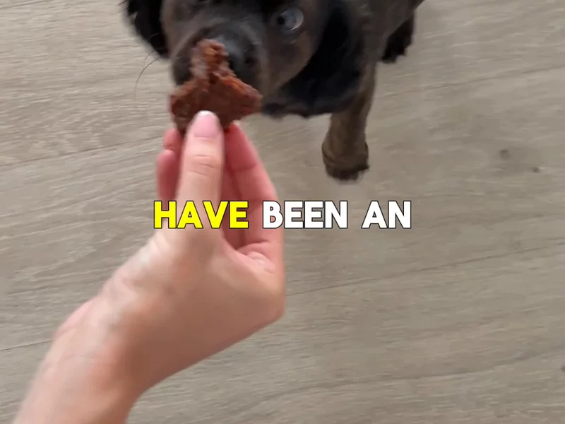 Dog Treats UGC
