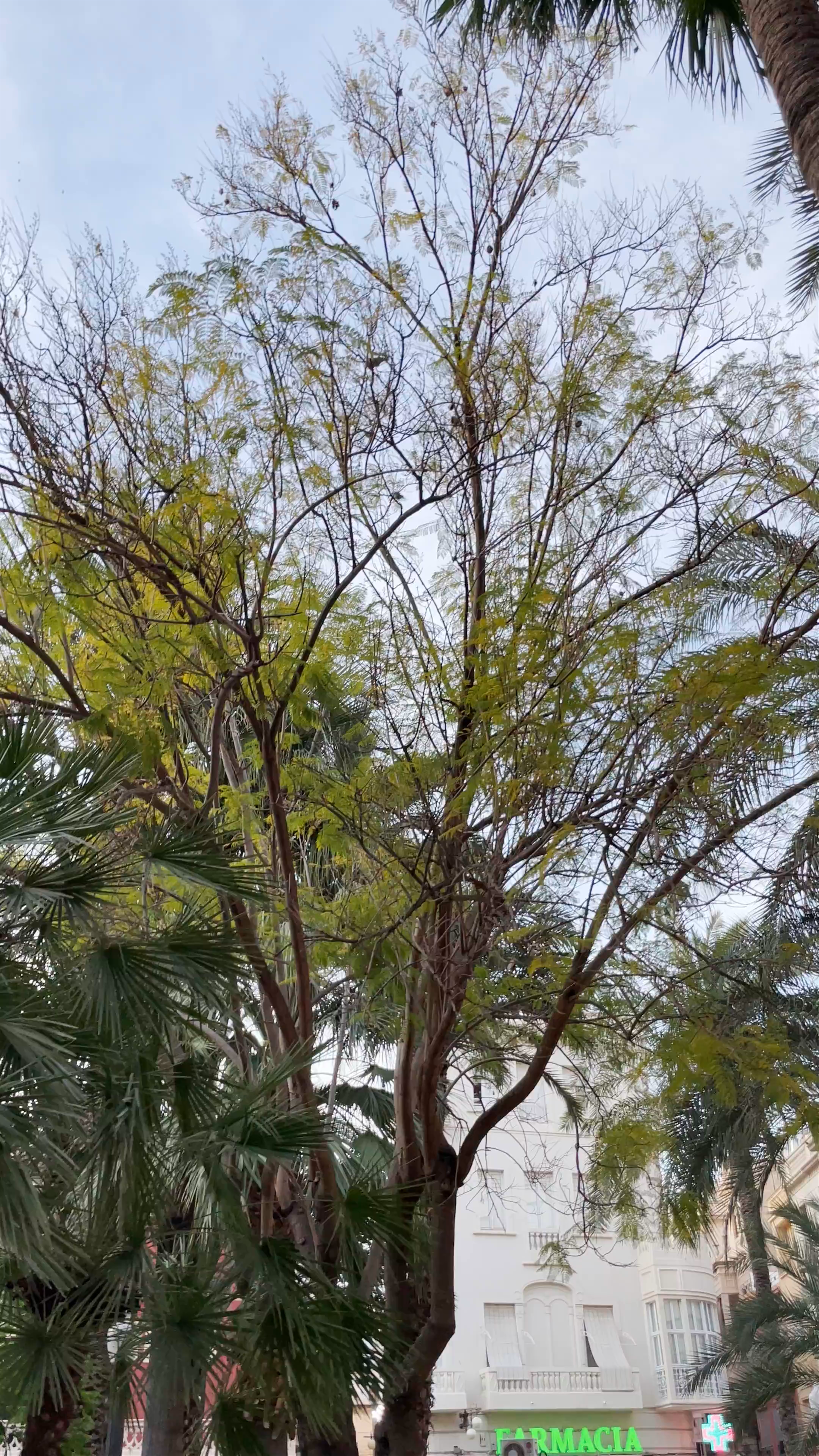 Plaza Glorieta