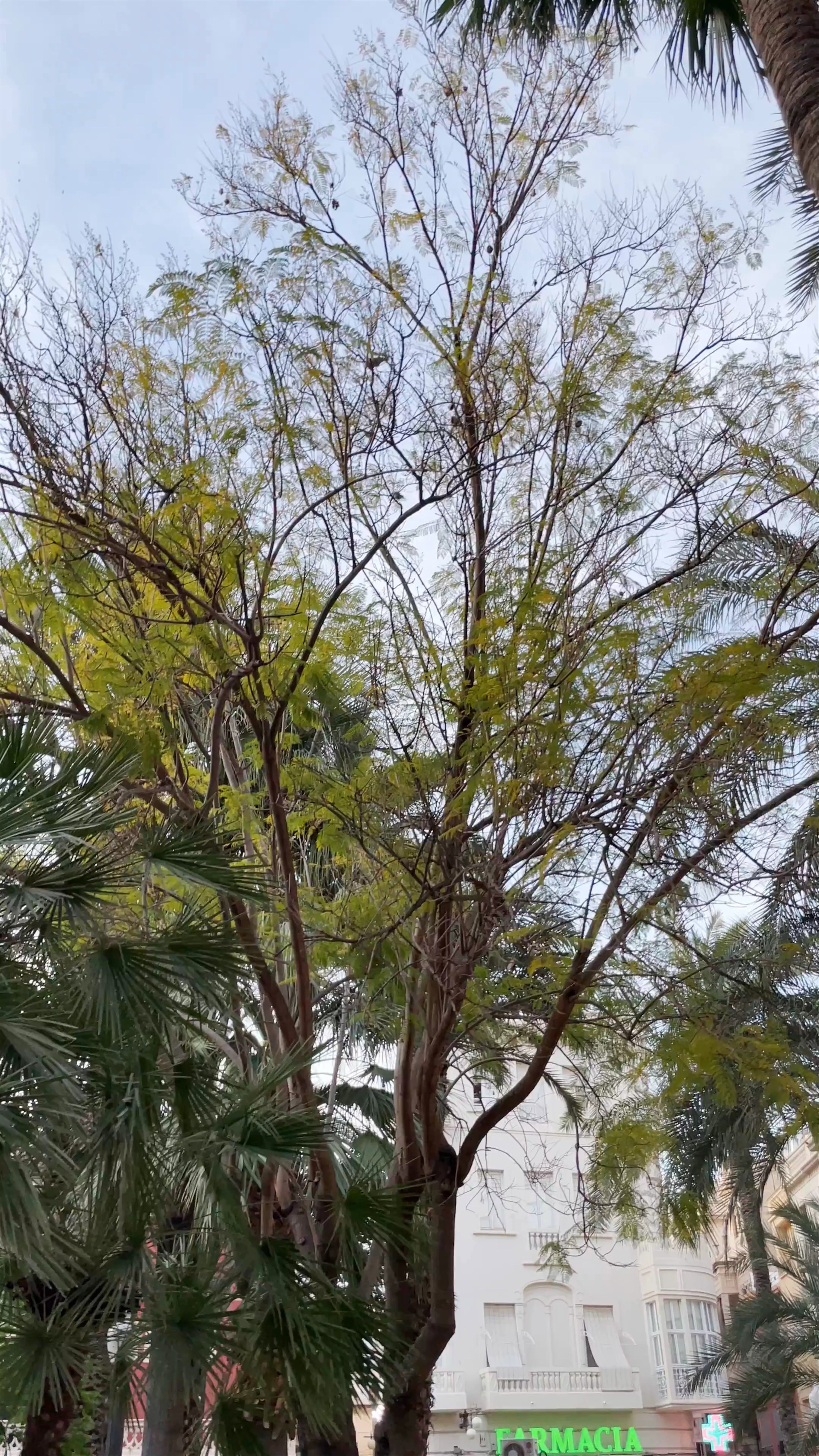 Plaza Glorieta