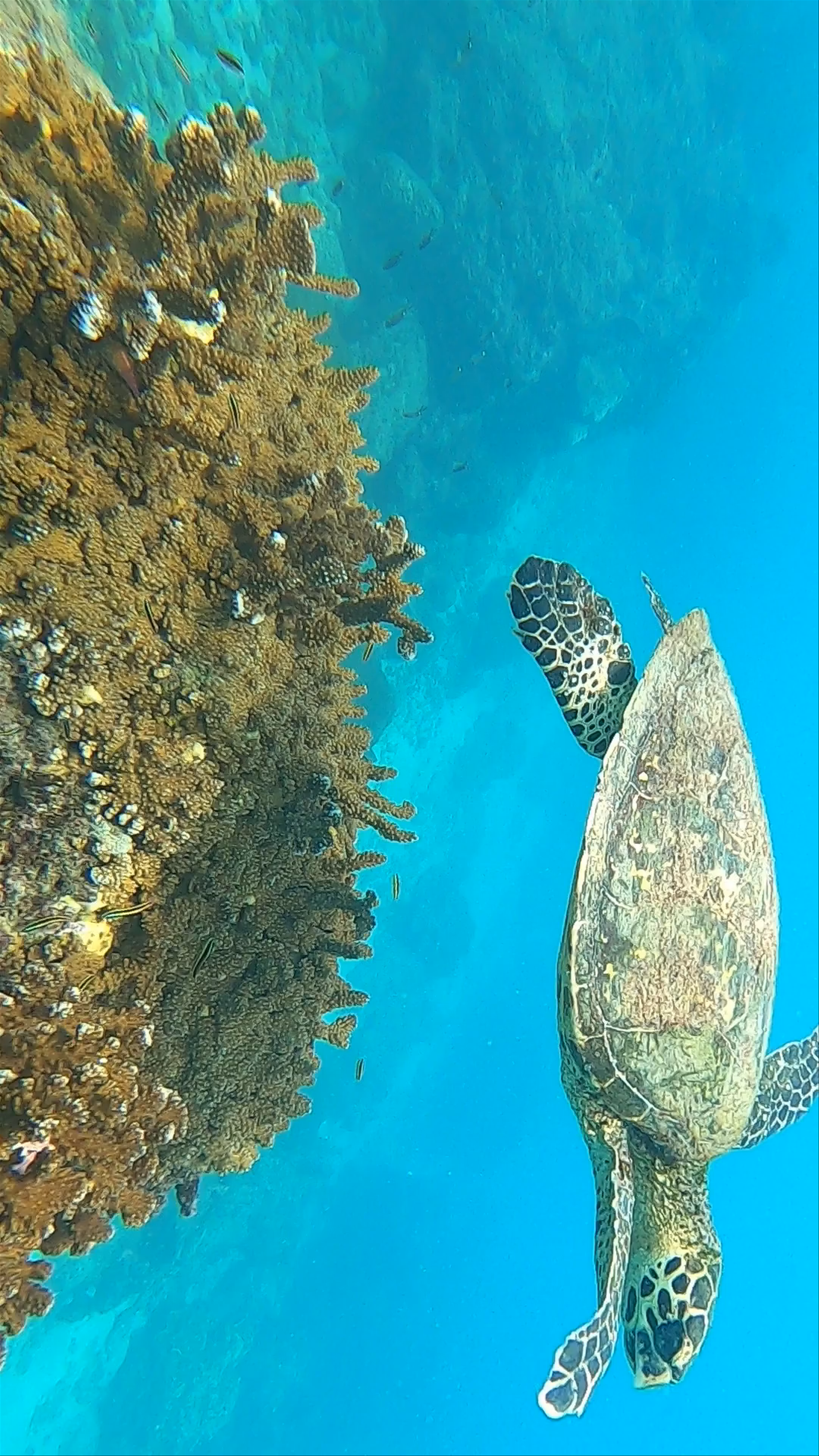 Underwater Magic with Sea Turtles at Cano Island, Costa Rica