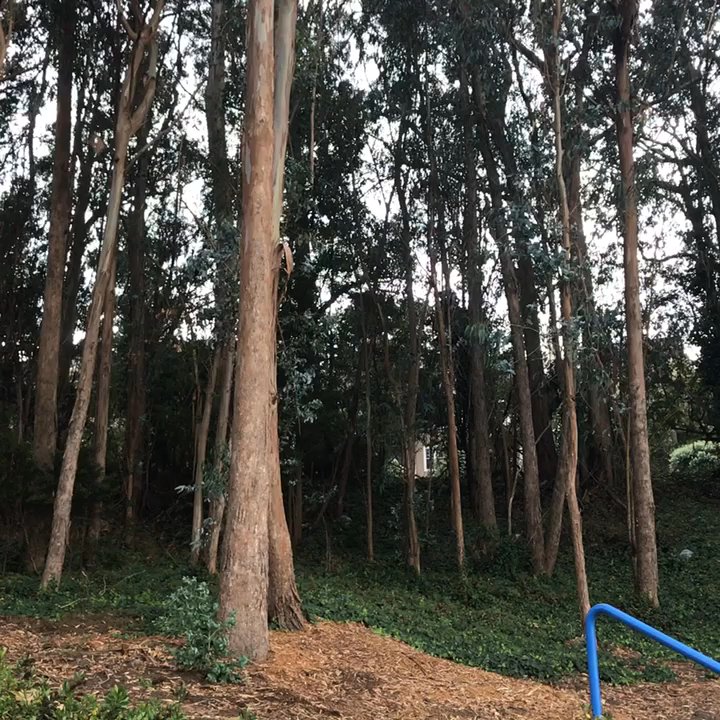 Sellick Park - Falling leaves. - Parks Near Me - South San Francisco, California