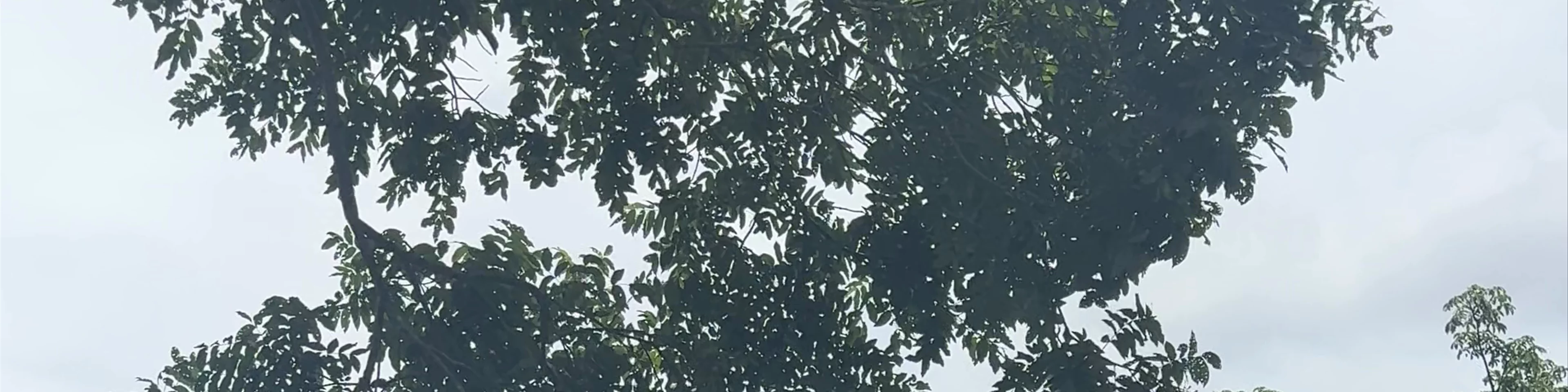 Metropolitan Natural Park