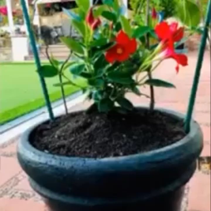 Cristinas Garden Center - Mandevilla - Nurseries & Gardening Near Me - Dallas, Texas
