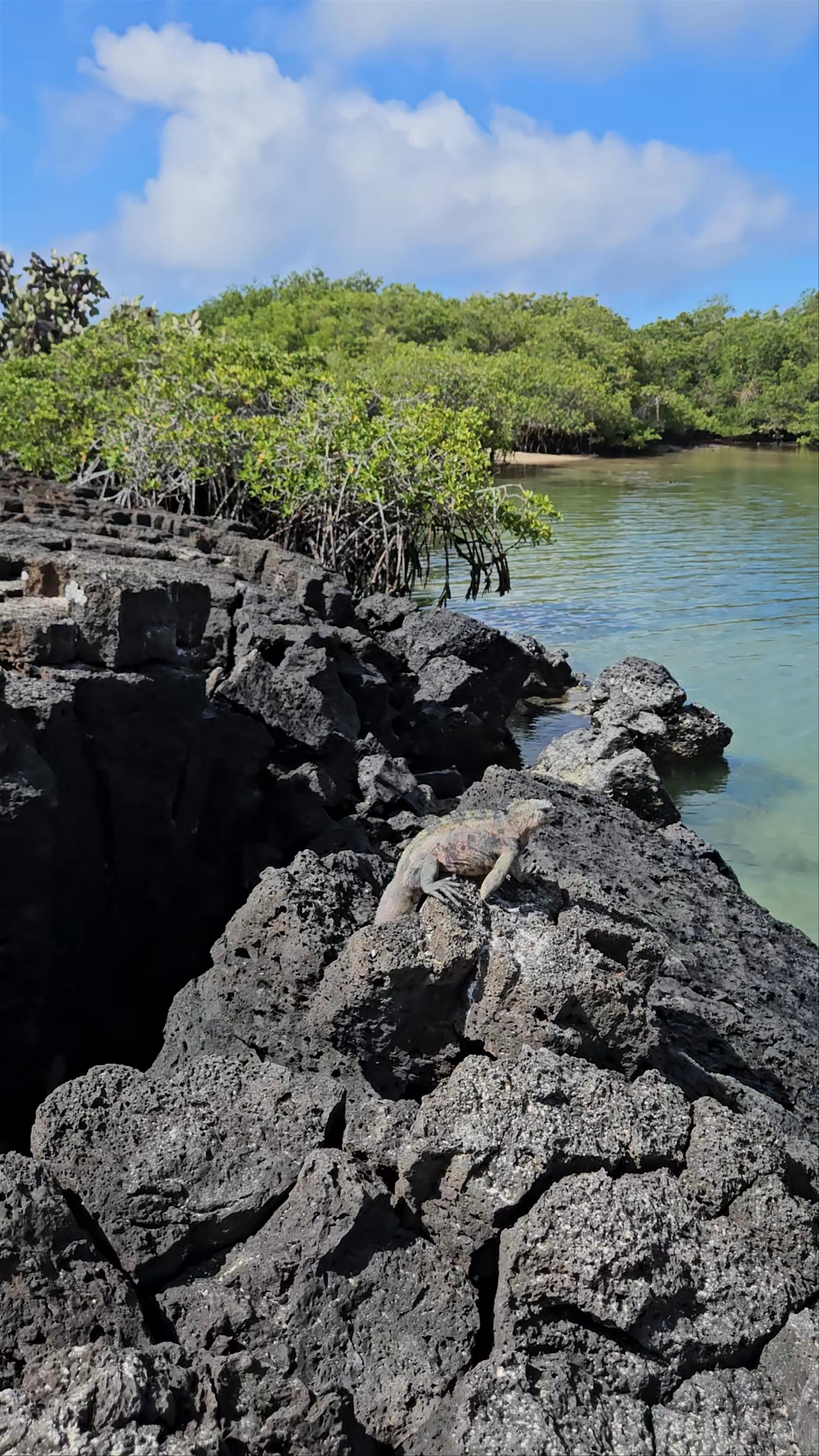 Sunlit Mangroves & Wildlife at Playa Peninsula, Ecuador