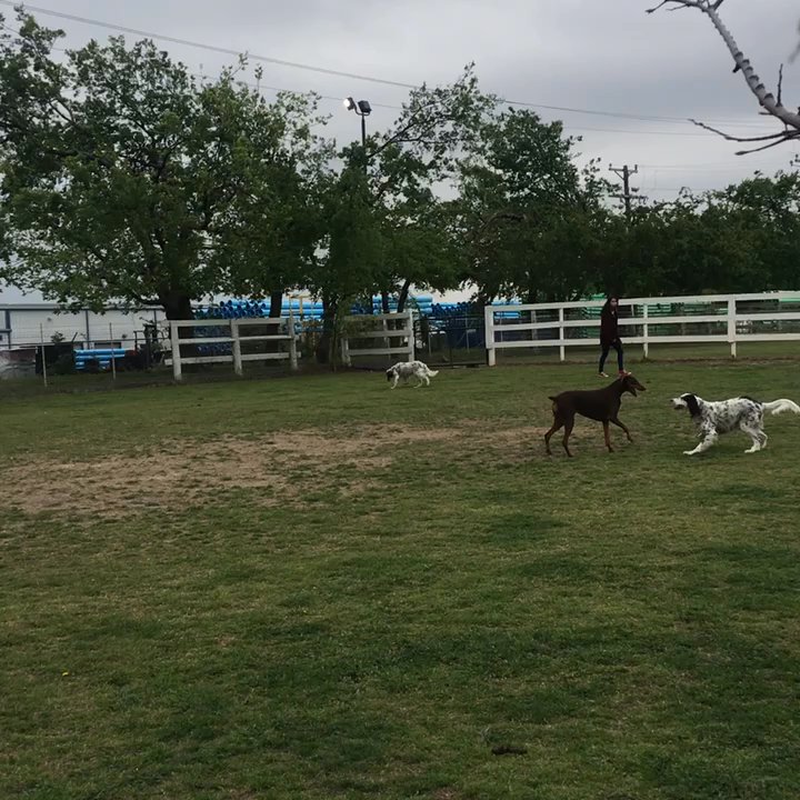 Fetch Me Later - My doberman having a great time. - Pet Boarding Near Me - McKinney, Texas