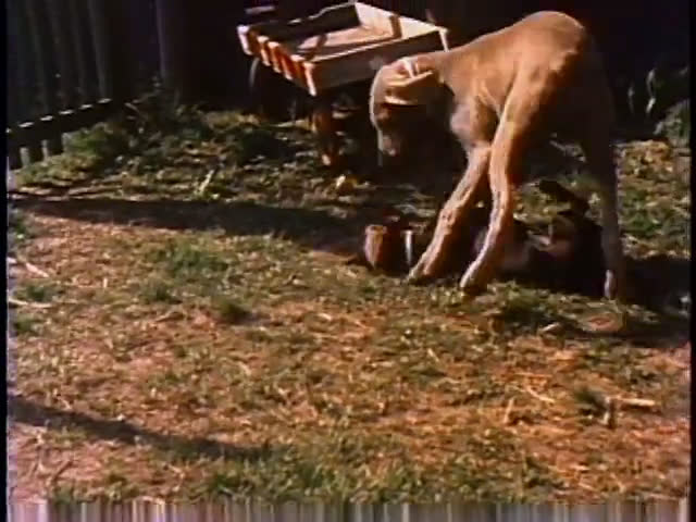 Various dog breeds, including a golden retriever, dalmatian, weimaraner, and dachshund, interact and play together in a residential backyard. The dogs engage in active, energetic social behaviors across a sunny outdoor setting.