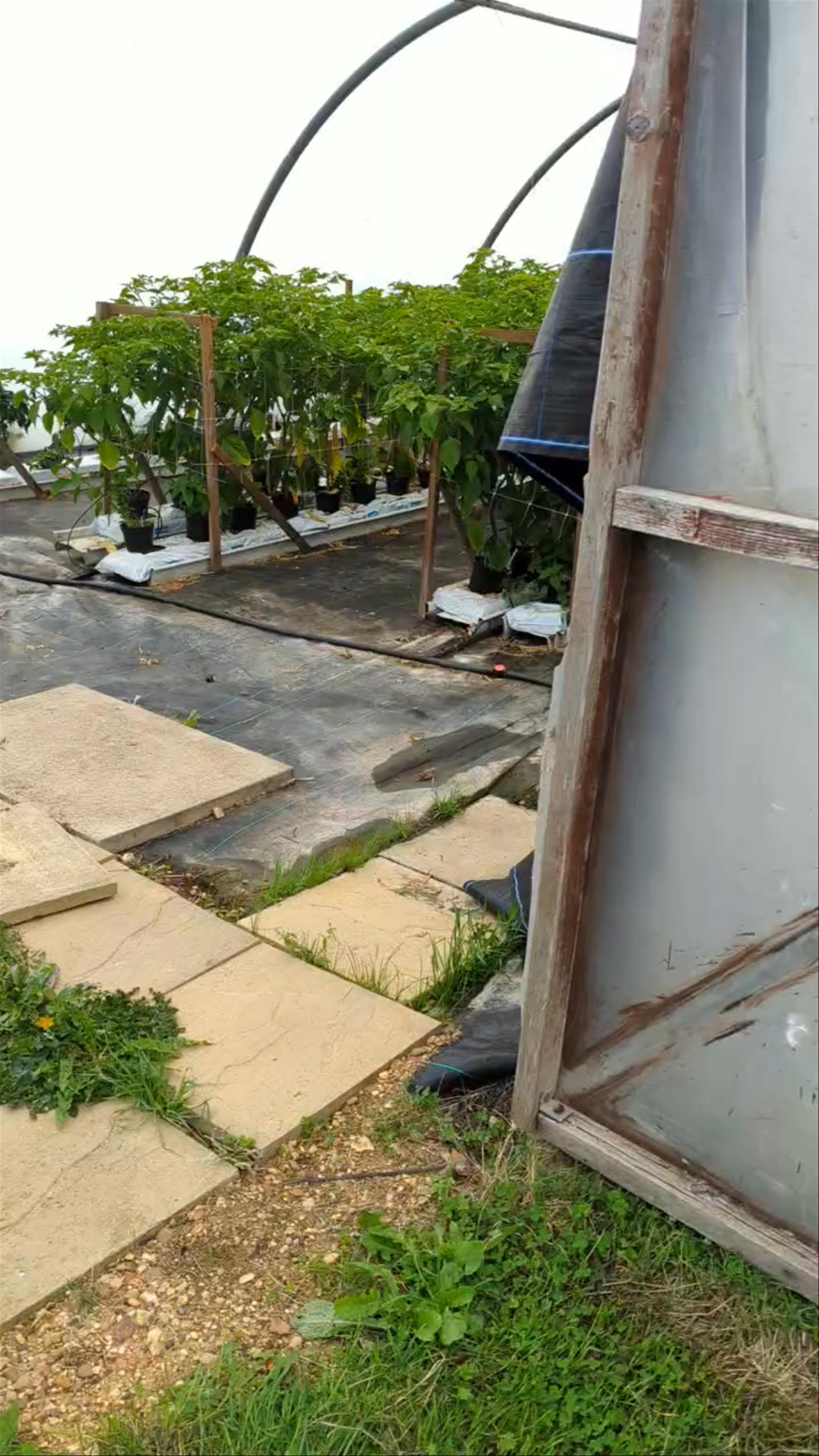 Edible Ornamentals @ Cherwood Nursery