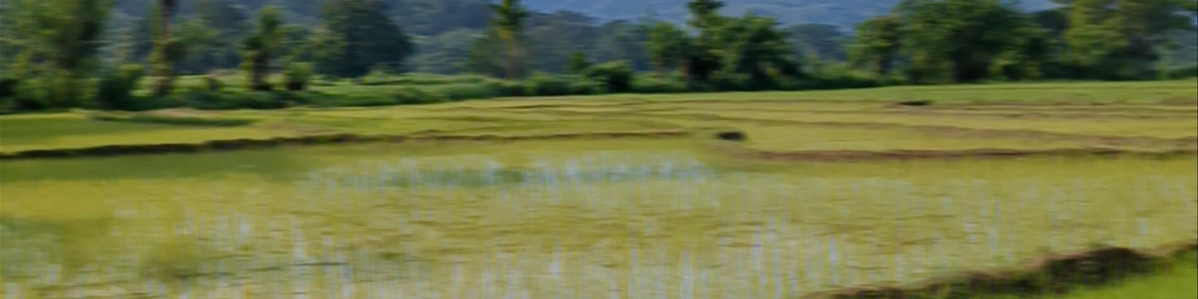 Jetwing Kaduruketha