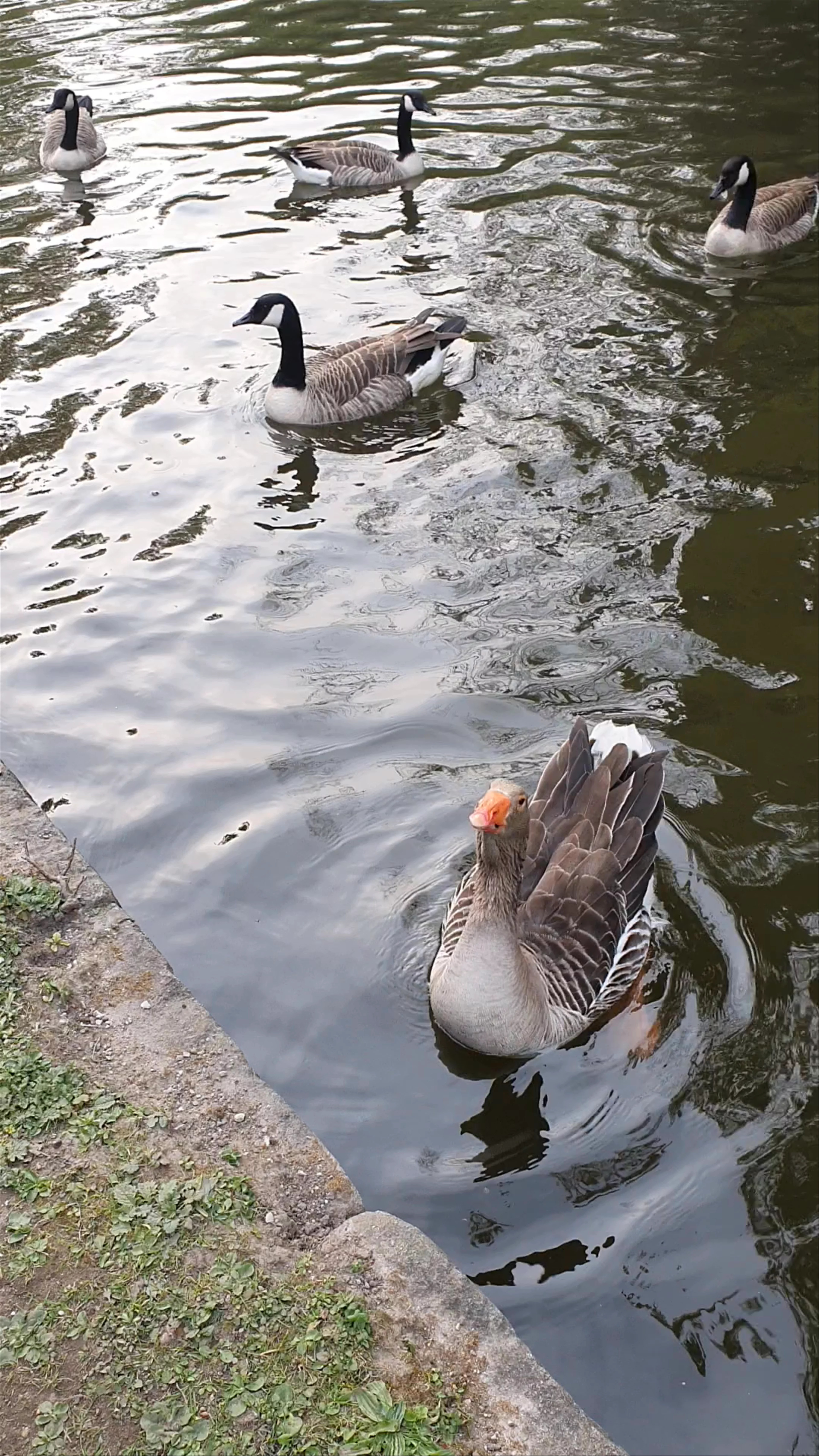 Ashton Canal Tow Path