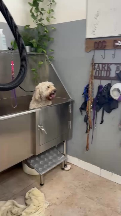 Trendi Pawz - Pet Groomers Near Me - Long Beach, California