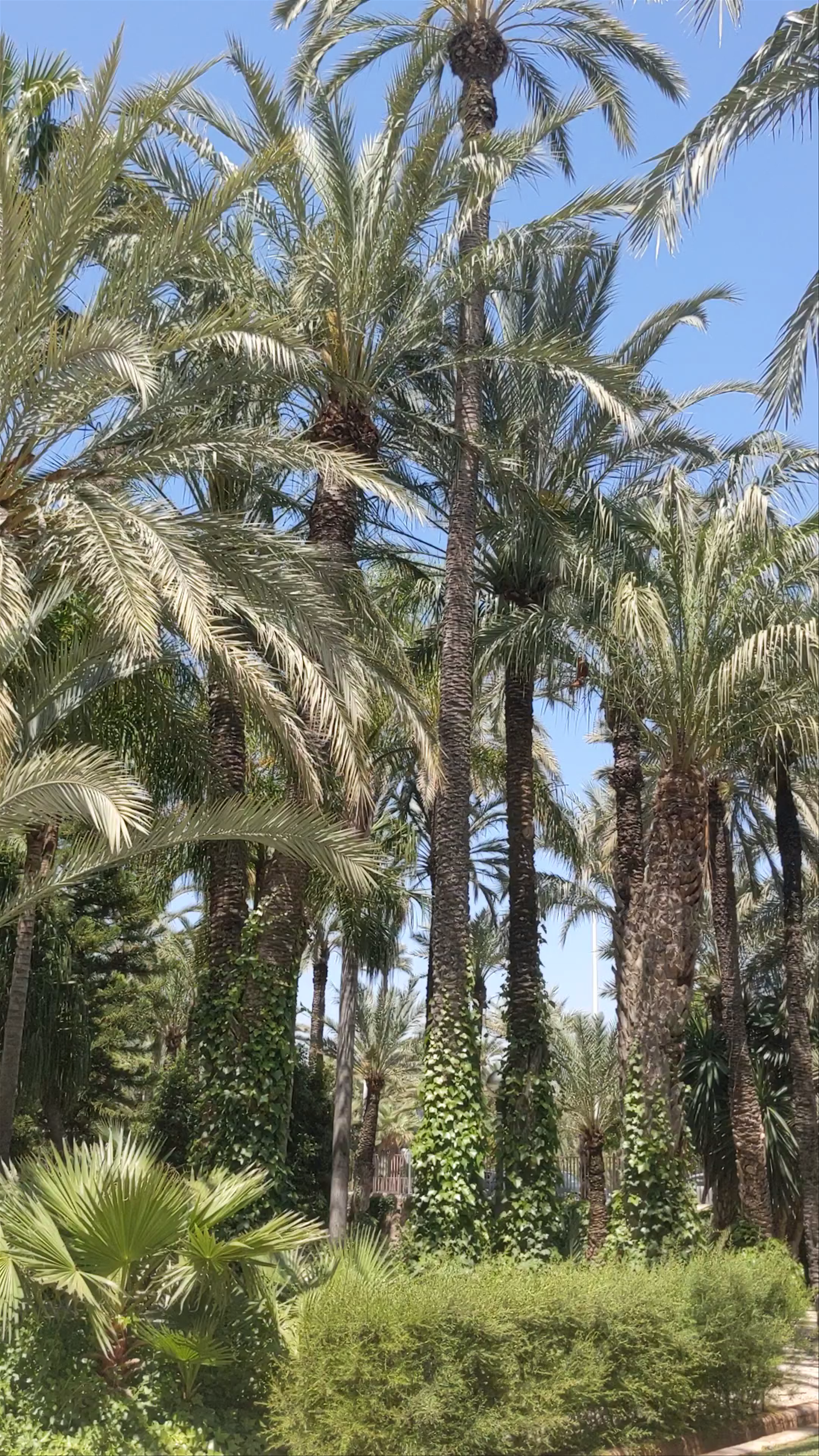 El Palmeral de Elche