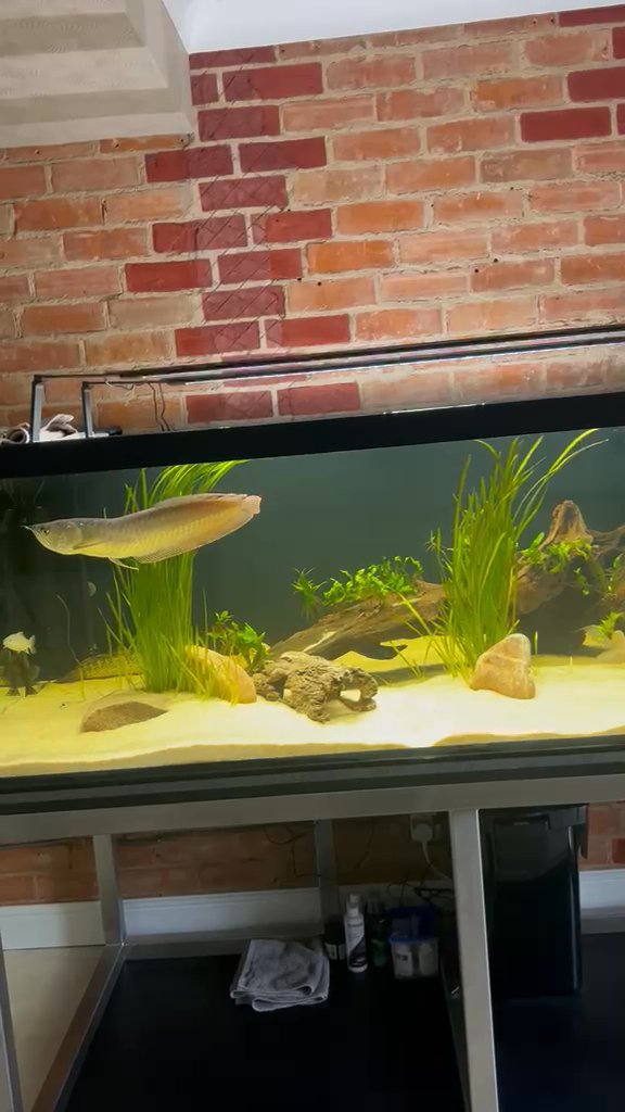 Silver arowana