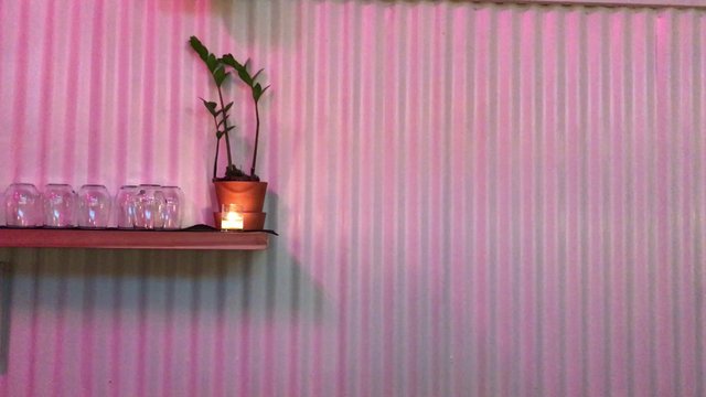 Plant in front of a pink wall 