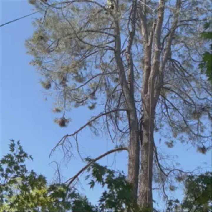 Sindt Tree Service - Tree Services Near Me - Auburn, California